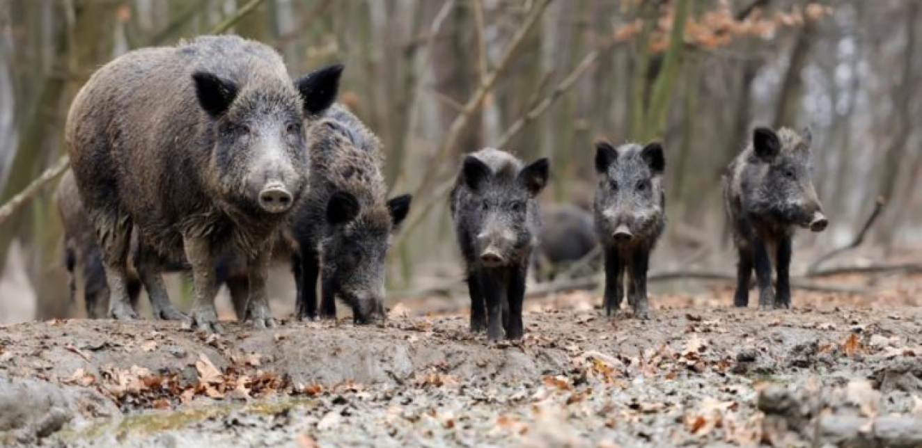 Ovih dana u Italiji, svega:Divlja svinja ubila lovca!