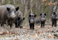 Ovih dana u Italiji, svega:Divlja svinja ubila lovca!