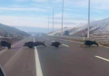Divlje svinje izazvale saobraćajnu nezgodu na autoputu