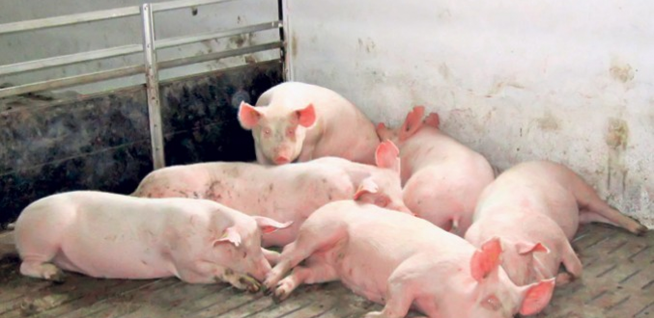 Novi slučaj afričke svinjske kuge u Srbiji