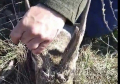 PREŽIVEO NEOČEKIVANU NESREĆU: Lovci kod Kikinde spasili trofejnog srndaća koji se bio upetljao u metalnu sajlu 