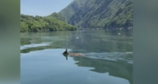 Da bi pronašao partnerku, srndać mora da prepliva jezero ka  susednoj Bosni 