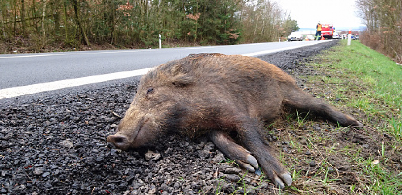 Divlje svinje izazvale više sudara, poginule dve osobe