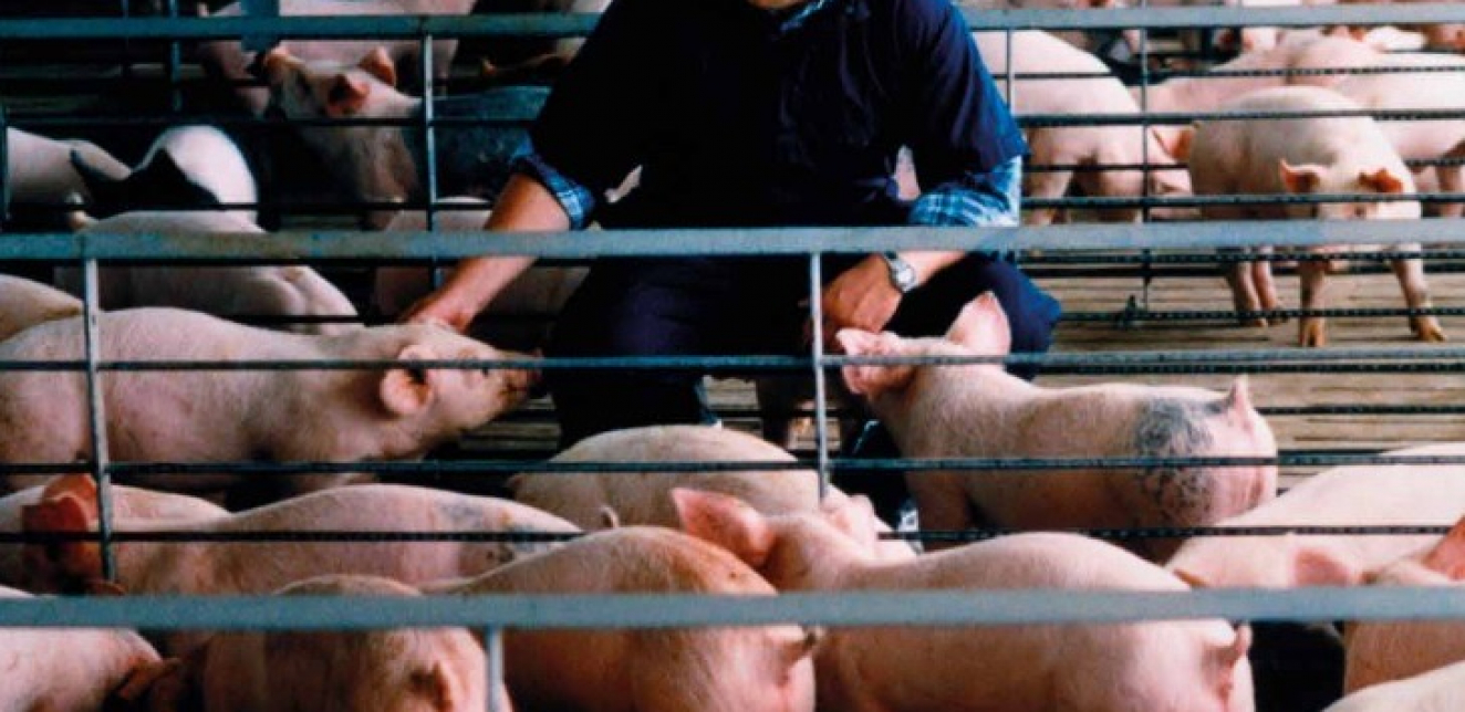 EFSA sprovodi kampanju protiv afričke kuge svinja treću godinu zaredom Rano otkrivanje, prevencija i prijavljivanje ključni za suzbijanje zaraze 