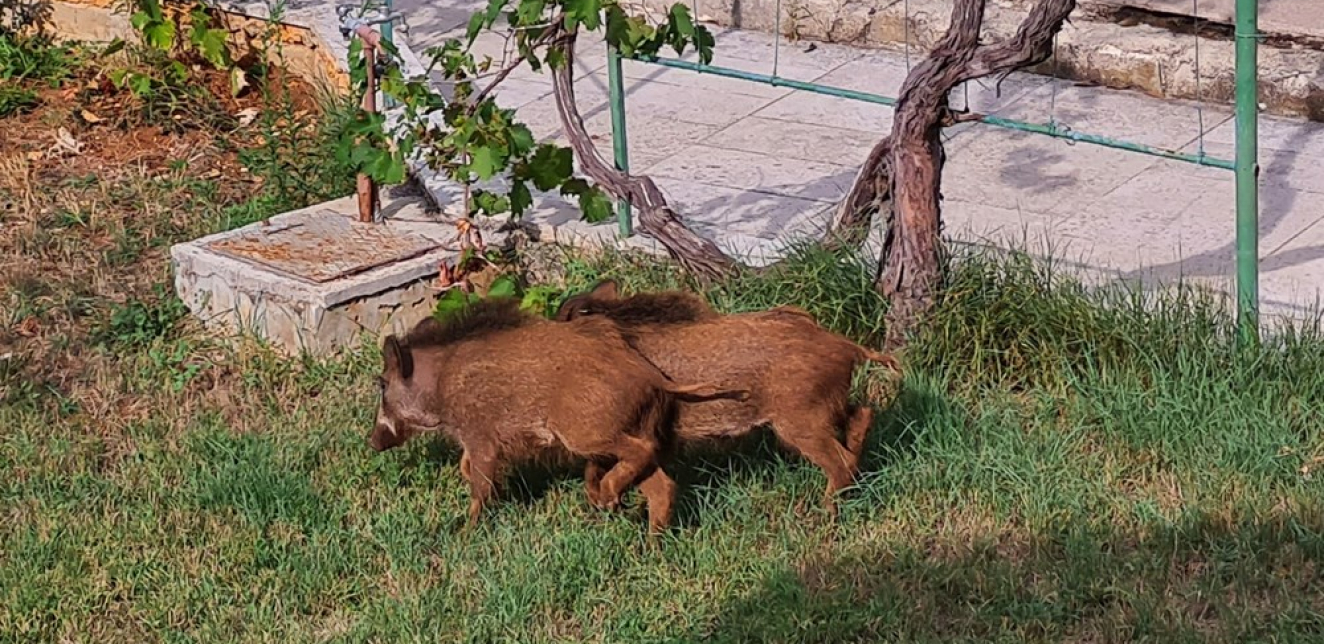 Divlje svinje prošetale Pješčanom uvalom i pogostile se smokvama iz vrta