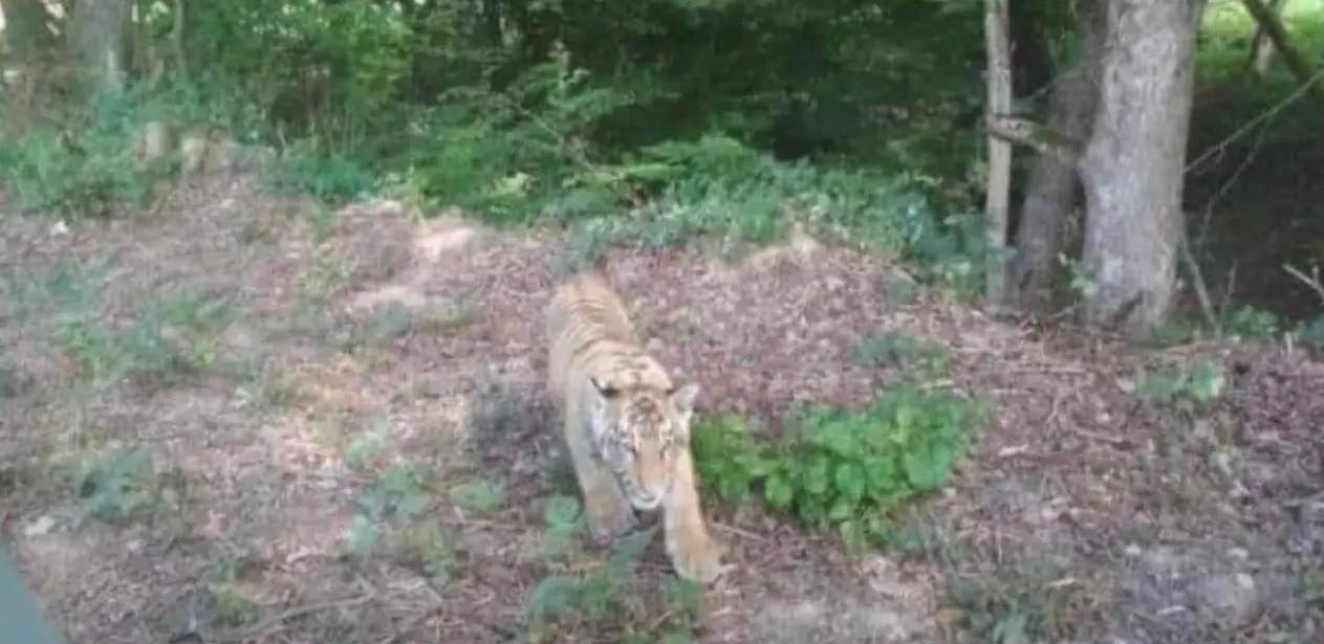 Tigar pobegao iz zoološkog vrta