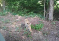 Tigar pobegao iz zoološkog vrta