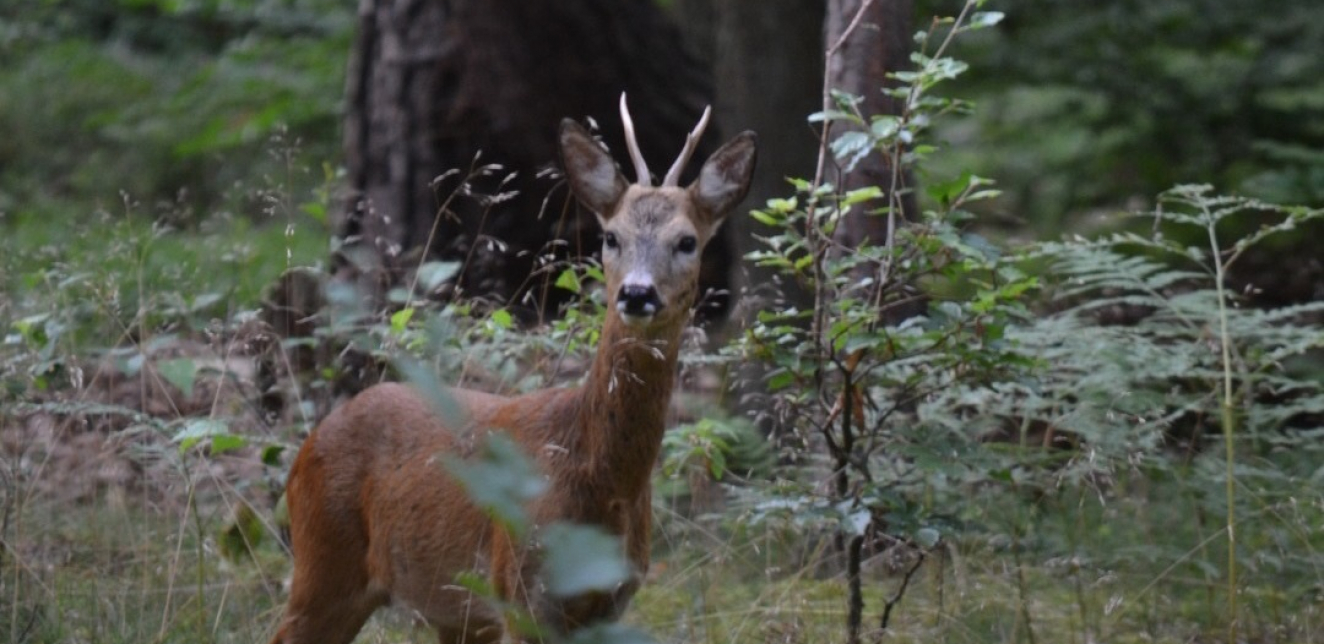 Njemačka: Lovci partneri u spašavanju šuma