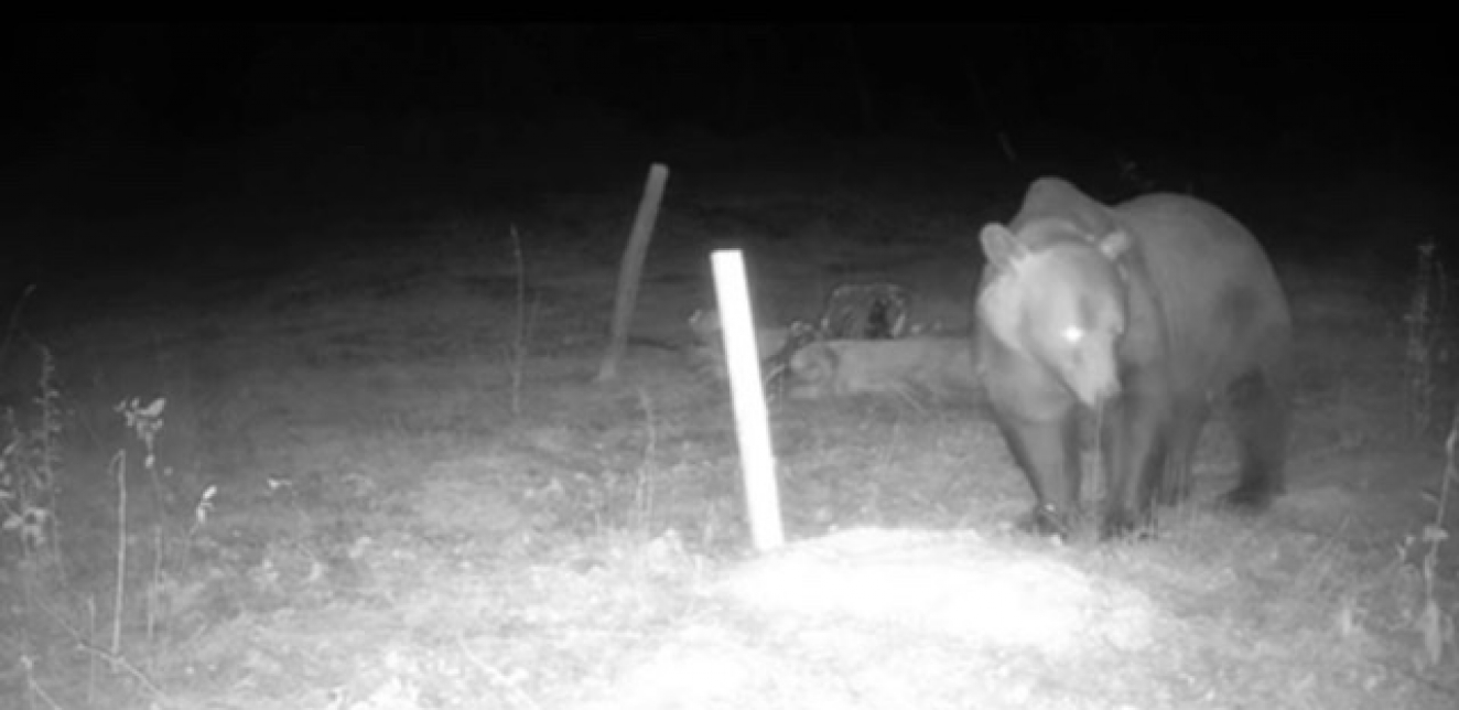 U pribojskom selu Bučje, tragovi medveda su vidljivi na svakom koraku