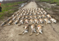 Lov zeca u Bačkoj Palanci