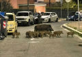 Problem kontrole brojnosti divljih svinja u Evropi