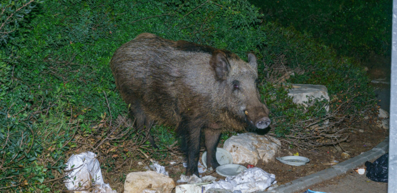 Pucao u divlju svinju s prozora: U Italiji dozvoljen lov u gradovima