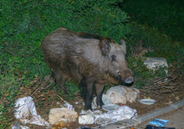 Pucao u divlju svinju s prozora: U Italiji dozvoljen lov u gradovima