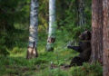 Zašto se medvjedi trljaju o drveće? Naučnici nude novo objašnjenje