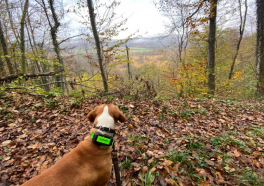 Canandi sistem za praćenje pasa u lovu: GPS tehnologija u realnom vremenu