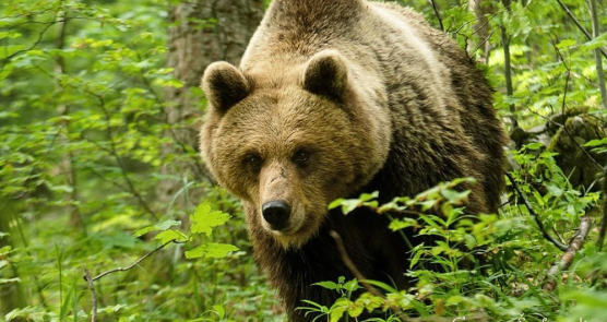 HR:Zašto nije dovoljno samo fotografisati medvjeda? Razotkrivanje zablude o protivljenju lovu i gospodarenju lovištima