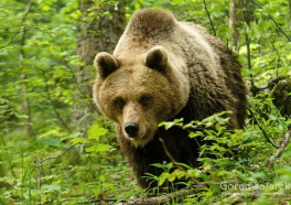 HR:Zašto nije dovoljno samo fotografisati medvjeda? Razotkrivanje zablude o protivljenju lovu i gospodarenju lovištima