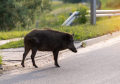 Kuršlus na Zrenjaninskom putu: Automobili se sudarili sa divljim svinjama