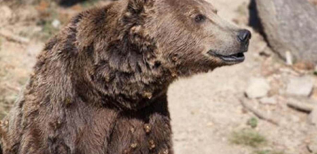 IZMEĐU FRANCUSKE I ŠPANIJE Na Pirinejima prošle godine bilo 76 mrkih medveda