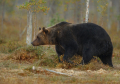 Povećane kvote za odstrel mrkog medveda u Sloveniji i Rumuniji