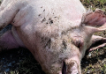 Srbija se pridružila Evropskoj agenciji za bezbednost hrane u borbi protiv afričke kuge svinja